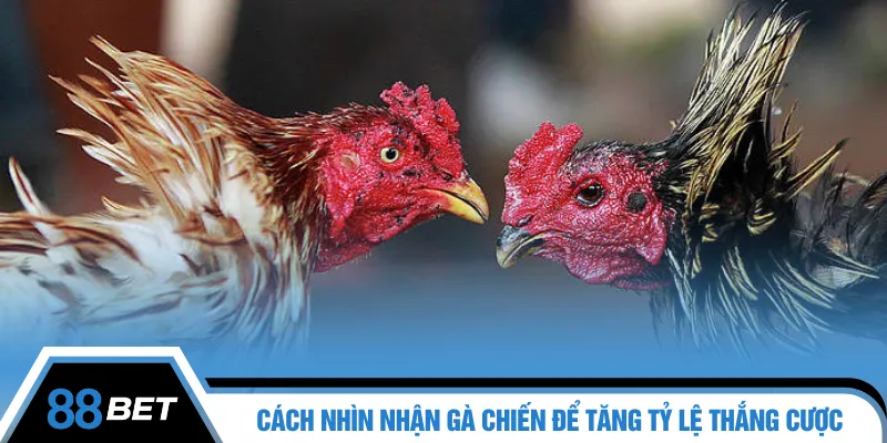 Cách nhìn nhận gà chiến để tăng tỷ lệ thắng cược