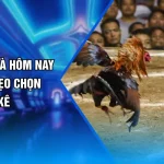 Cược Kèo Đá Gà Hôm Nay - Chia Sẻ 3 Mẹo Chọn Thần Kê