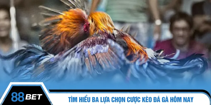 Tìm hiểu ba lựa chọn cược kèo đá gà hôm nay